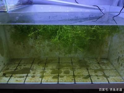 北方魚缸水草繁殖基地在哪個位置：北方水生植物種植基地