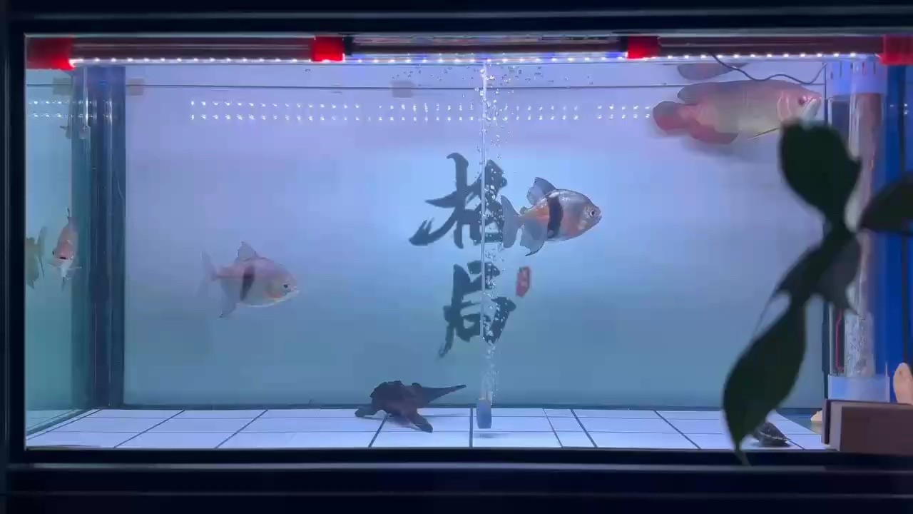 [aini][aini][aini][aini][aini]