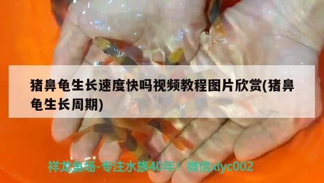 豬鼻龜生長(zhǎng)速度快嗎視頻教程圖片欣賞(豬鼻龜生長(zhǎng)周期)