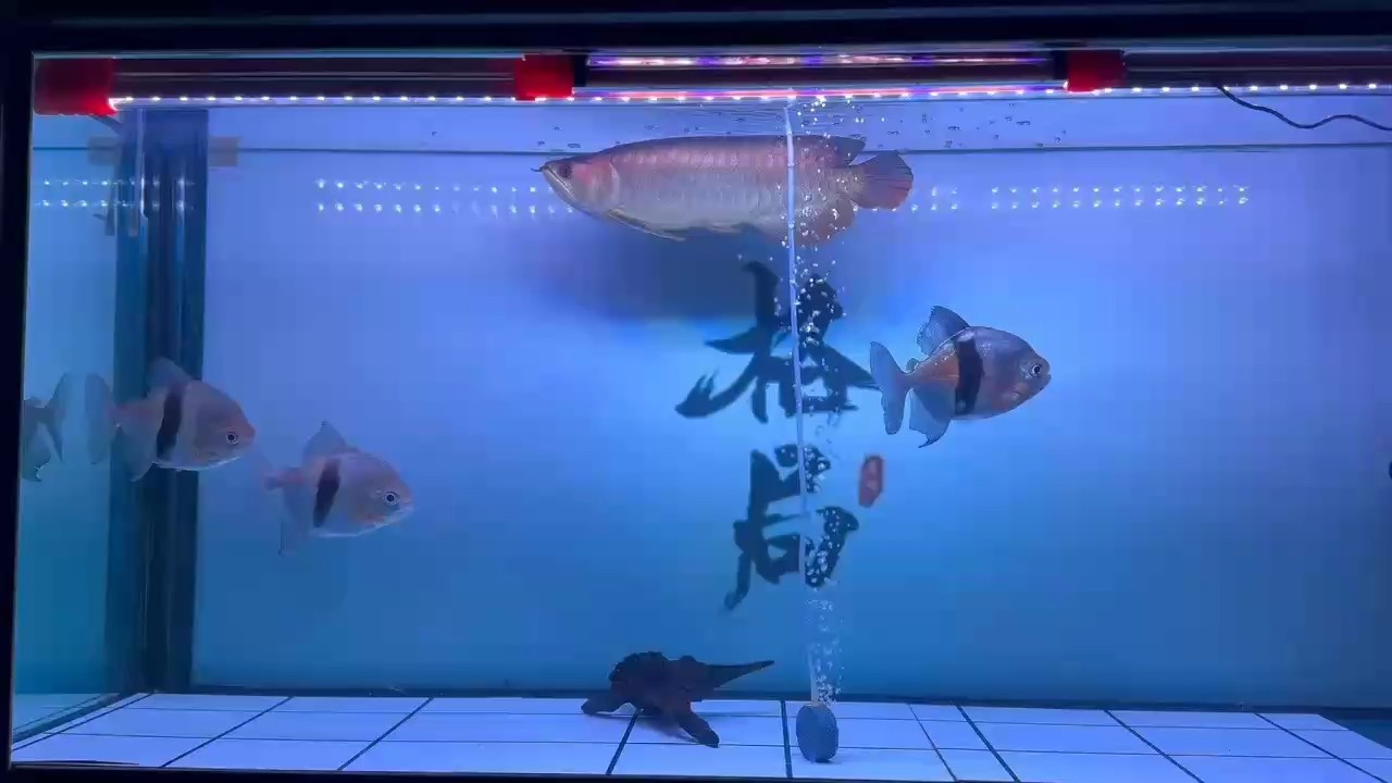 嗨