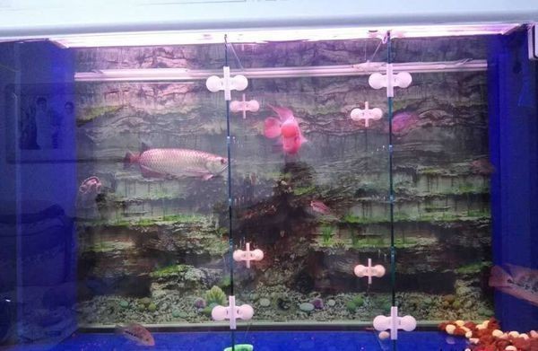 大型魚缸的過濾系統(tǒng)怎么做：大型魚缸過濾系統(tǒng)的設計和維護