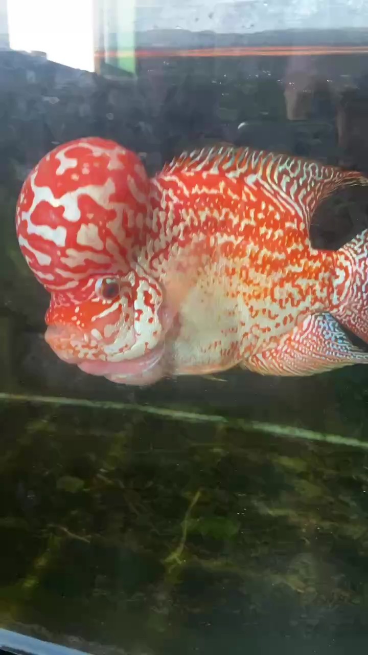 金花羅漢魚