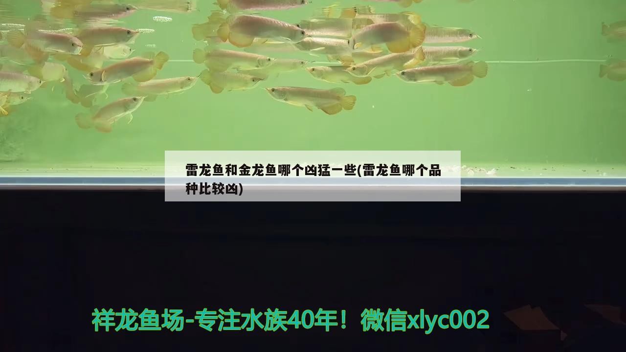 雷龍魚和金龍魚哪個兇猛一些(雷龍魚哪個品種比較兇)