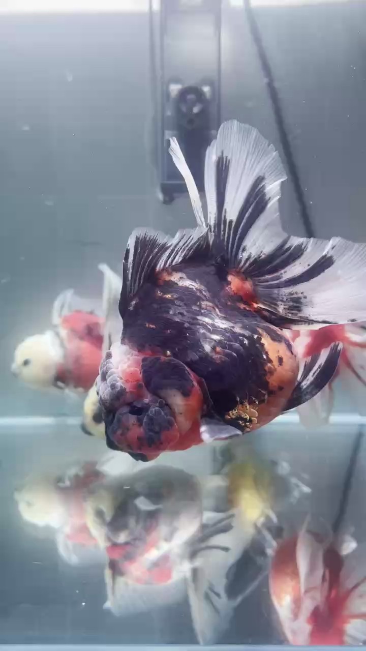 泰獅來拉．