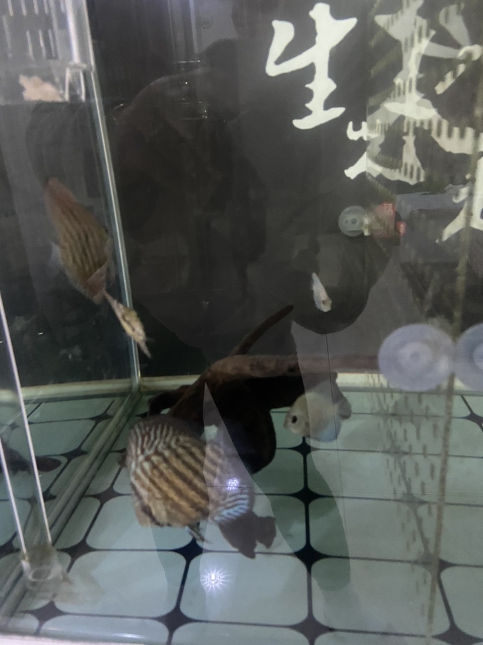 七彩小魚