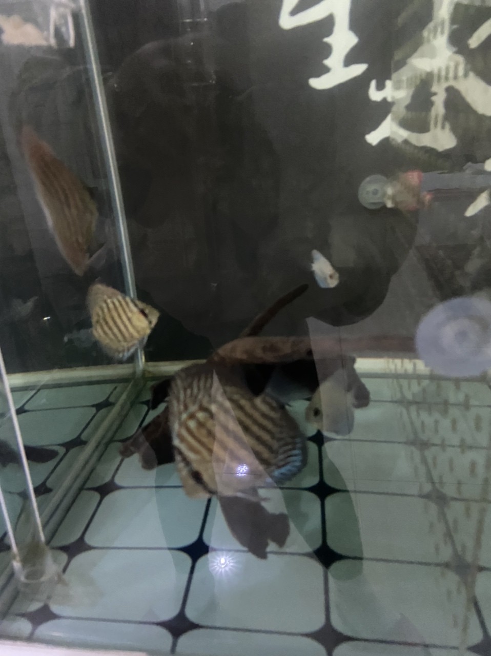 七彩小魚
