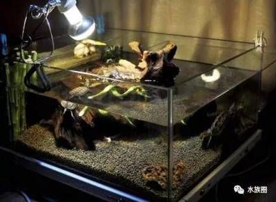 玻璃魚缸如何改烏龜缸的水：如何將玻璃魚缸改造成烏龜缸的換水方法