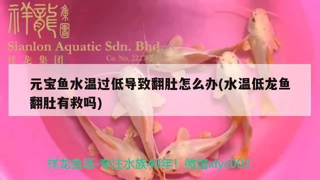 魚缸用增氧泵價格是多少:魚缸增氧機-xtrac增氧機-xtrac增氧機 元寶魚水溫過低導致翻肚怎么辦(水溫低龍魚翻肚有救嗎) 魟魚百科 元寶魚水溫過低導致翻肚怎么辦(水溫低龍魚翻肚有救嗎) 元寶魚水溫過低導致翻肚怎么辦(水溫低龍魚翻肚有救嗎) 魟魚百科