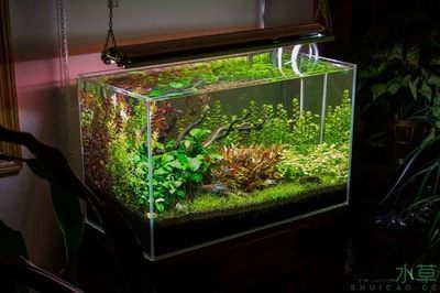 大魚缸改造成水草缸好嗎視頻：如何將一個(gè)大魚缸改造成水草缸