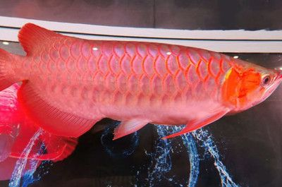 紅龍魚一年能長多大的魚：紅龍魚一年可以長15-20厘米的小魚苗長到30厘米左右