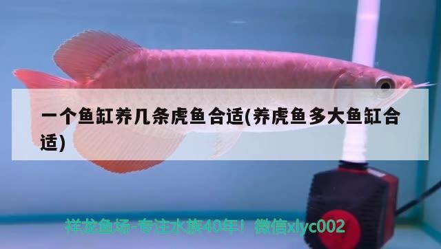 一個魚缸養幾條虎魚合適(養虎魚多大魚缸合適)