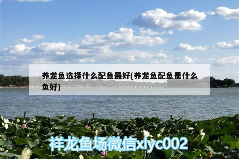 養(yǎng)龍魚(yú)選擇什么配魚(yú)最好(養(yǎng)龍魚(yú)配魚(yú)是什么魚(yú)好)