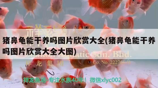 豬鼻龜能干養嗎圖片欣賞大全(豬鼻龜能干養嗎圖片欣賞大全大圖)
