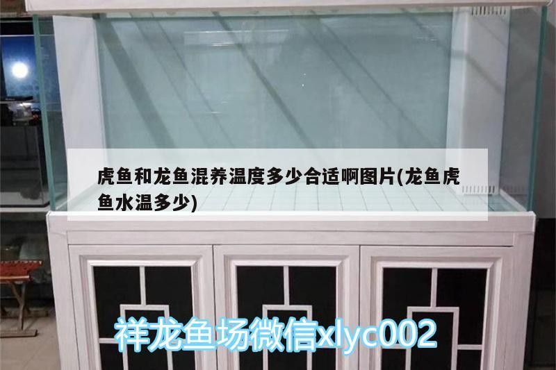虎魚和龍魚混養溫度多少合適啊圖片(龍魚虎魚水溫多少)