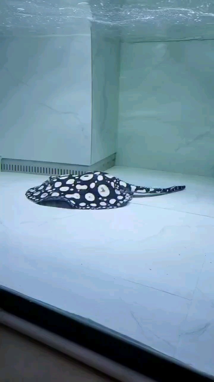 大白白