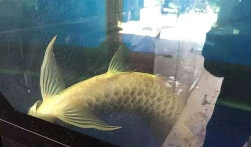 石河子開發(fā)區(qū)魚水情緣水族館（石河子水庫哪里有魚）