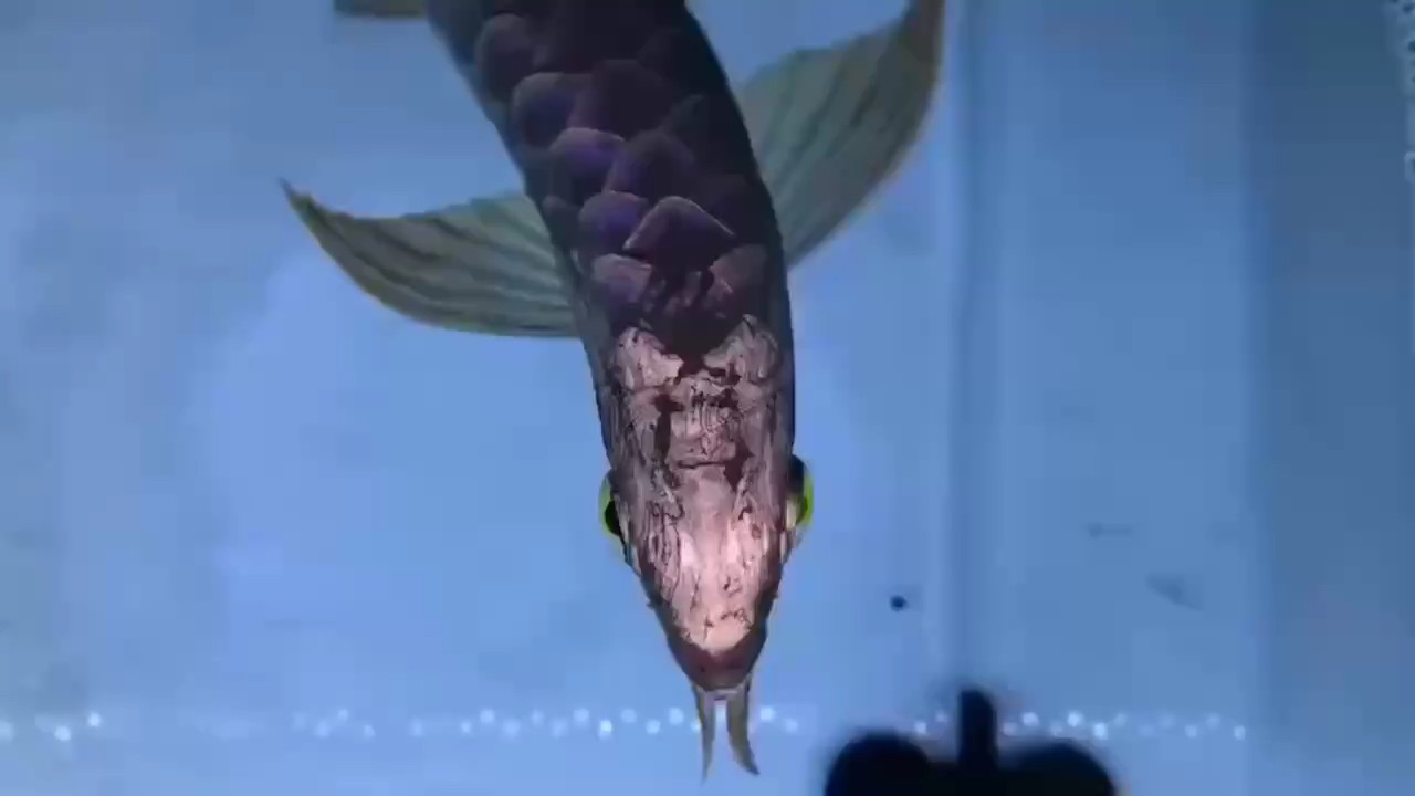 我的虎魚真菌感染了要怎么處理 跟市場的對比一下 龍魚論壇 跟市場的對比一下 跟市場的對比一下 龍魚論壇