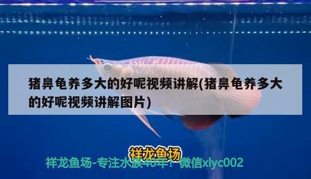 豬鼻龜養多大的好呢視頻講解(豬鼻龜養多大的好呢視頻講解圖片)