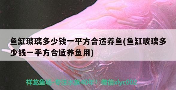 魚缸玻璃多少錢一平方合適養魚(魚缸玻璃多少錢一平方合適養魚用)