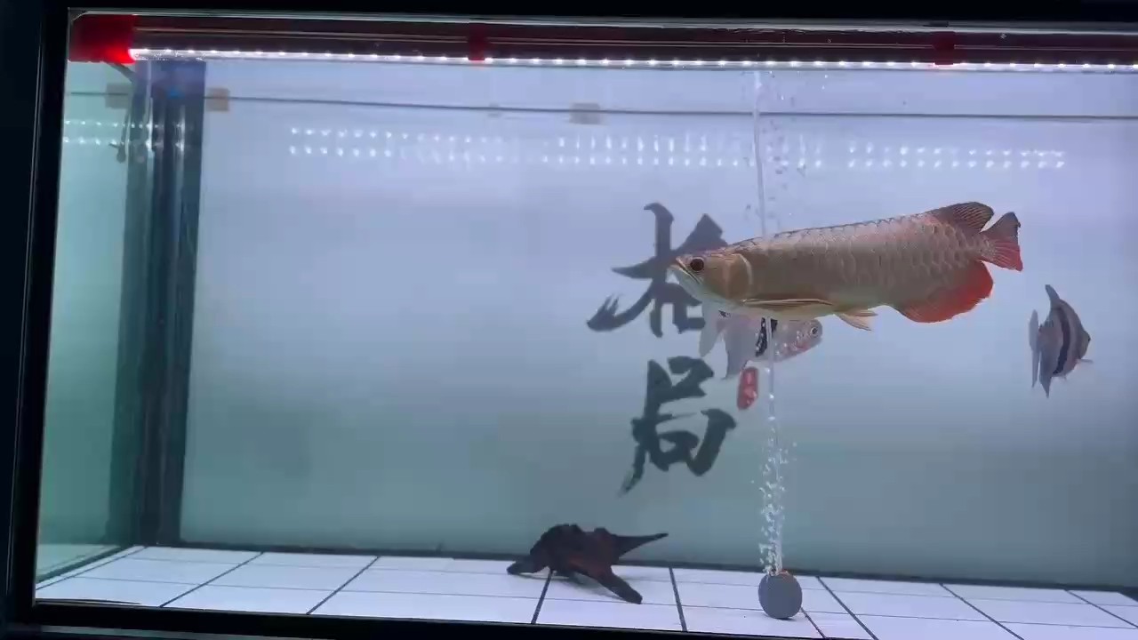 玩 玩 龍魚論壇