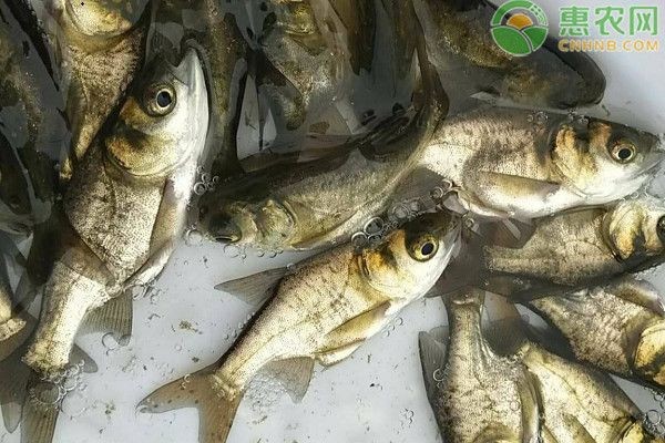 如何預防黑帝王魟魚的常見疾病，預防黑帝王魟魚的常見疾病的方法
