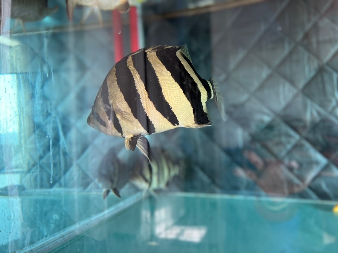 虎魚長大了