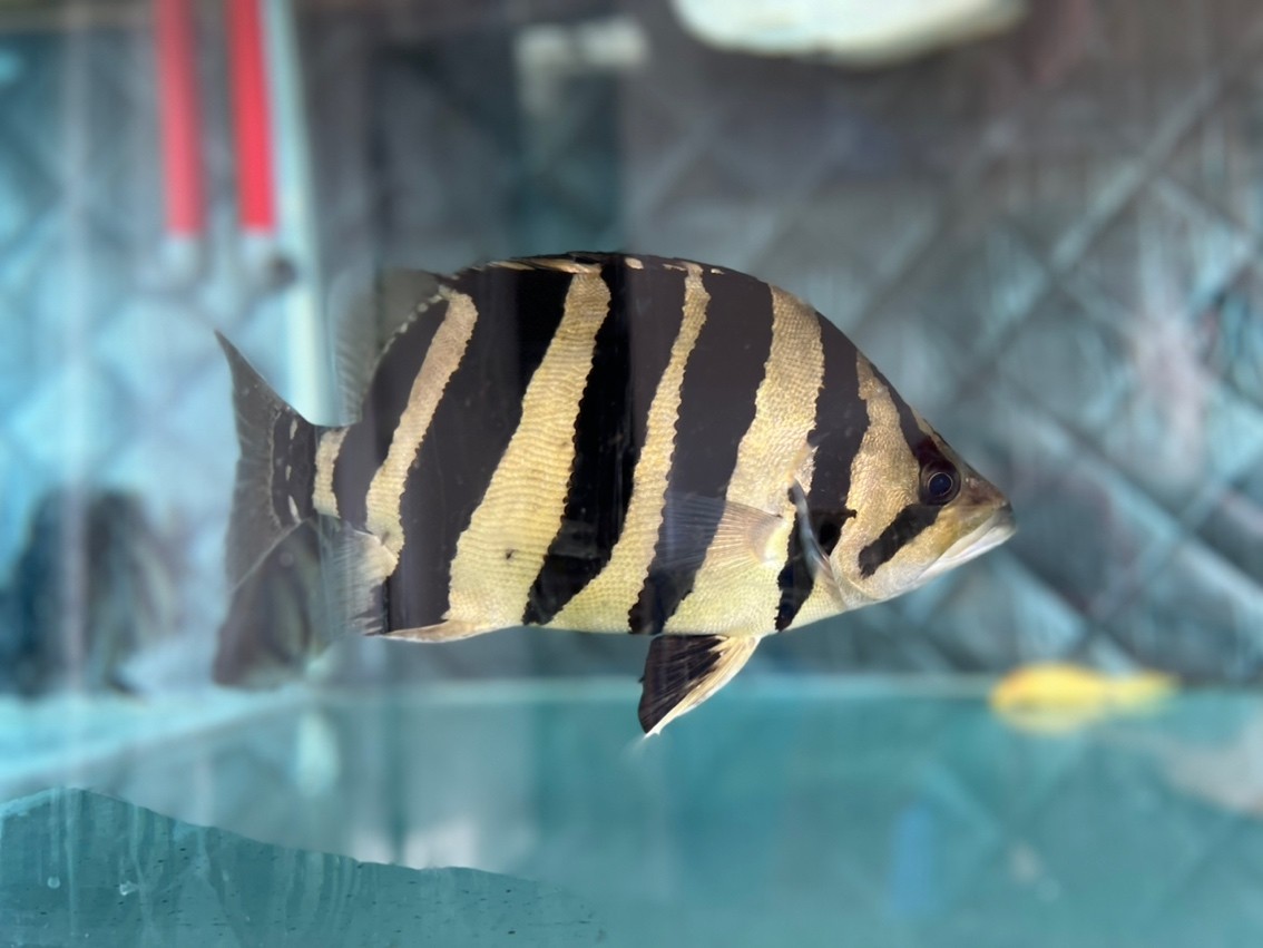 虎魚長大了
