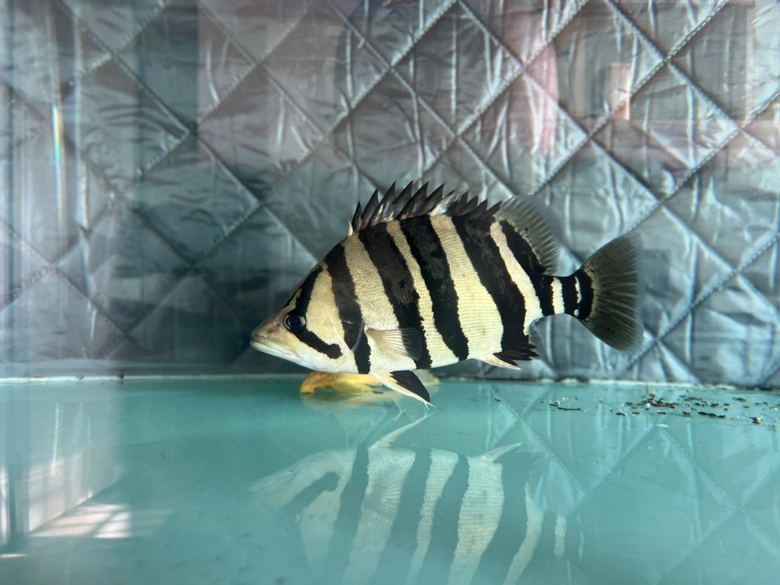 虎魚長大了