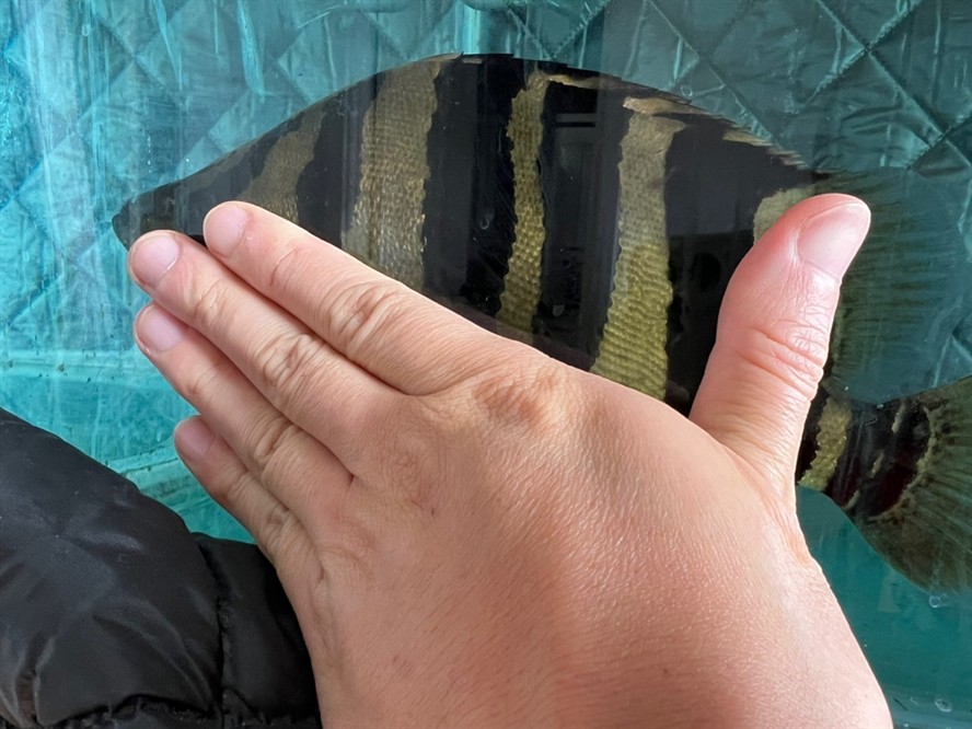 虎魚長大了