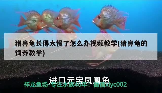 豬鼻龜長得太慢了怎么辦視頻教學(xué)(豬鼻龜?shù)娘曫B(yǎng)教學(xué))