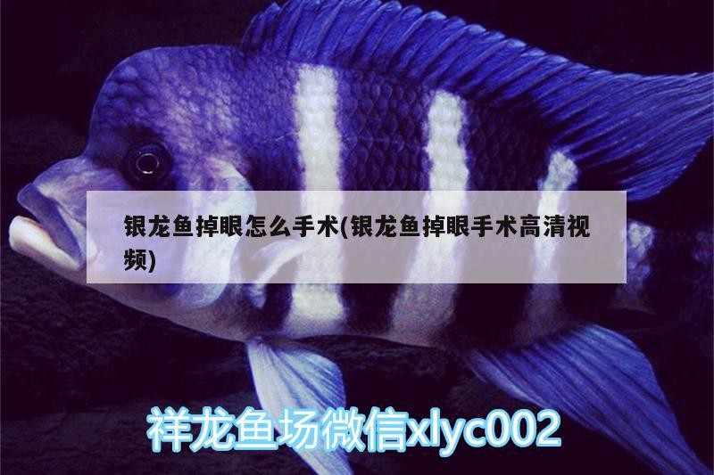 銀龍魚掉眼怎么手術(銀龍魚掉眼手術高清視頻)