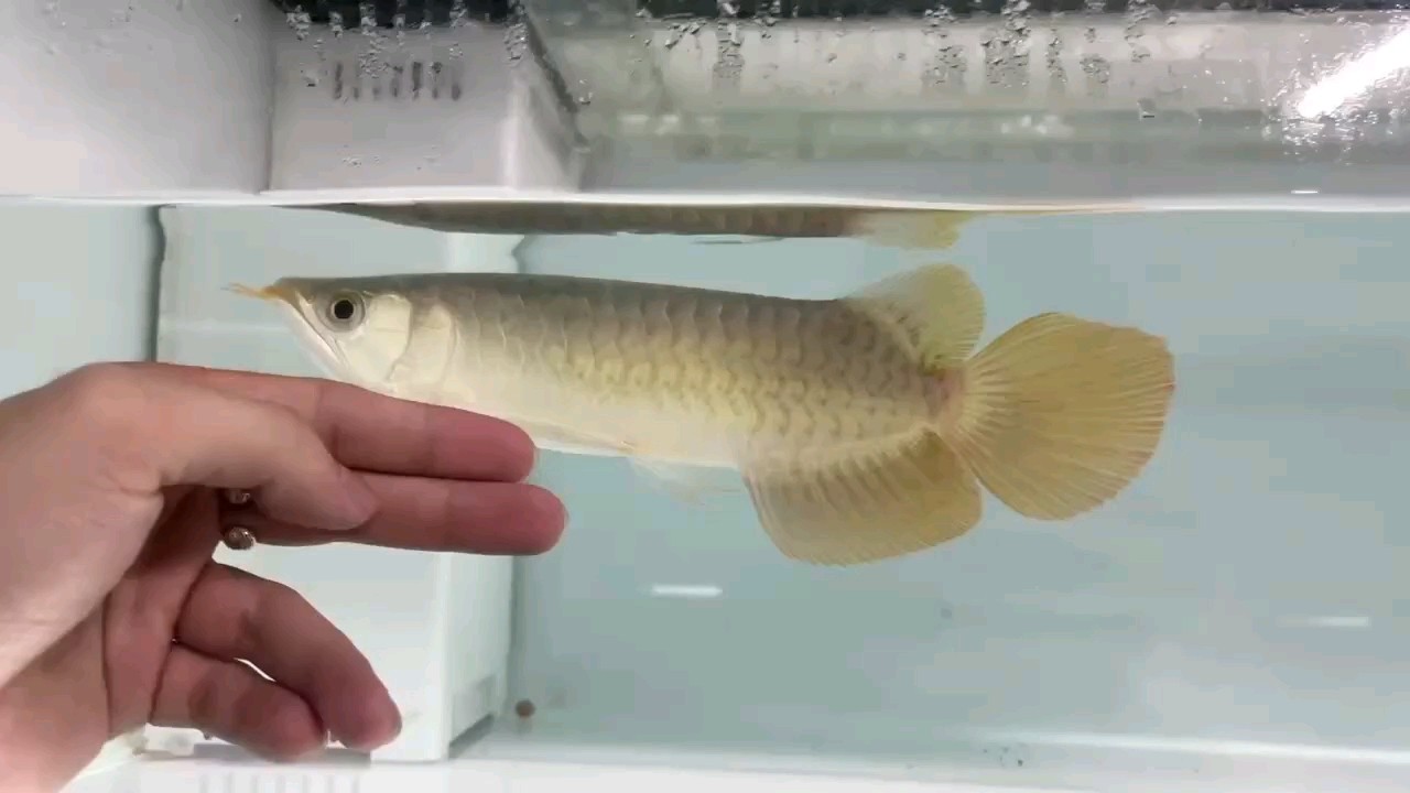 阿波羅系列大湖紅龍魚