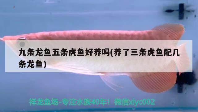 九條龍魚五條虎魚好養嗎(養了三條虎魚配幾條龍魚)