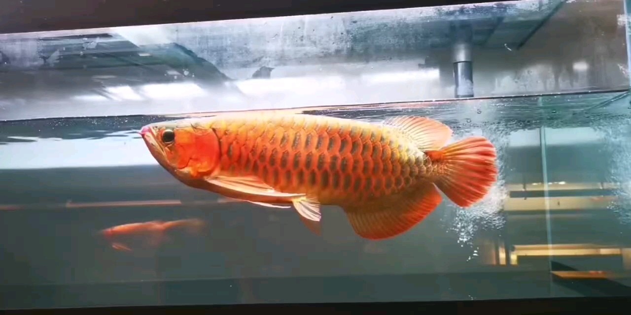 烈焰緋紅 烈焰緋紅 龍魚論壇