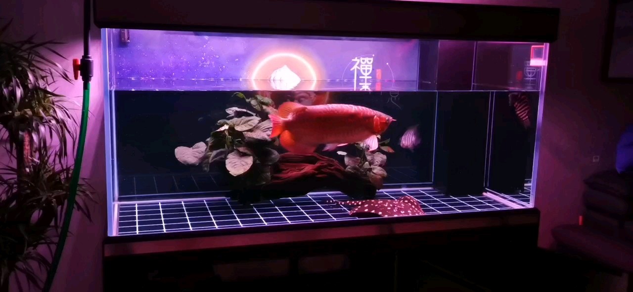 早起換水