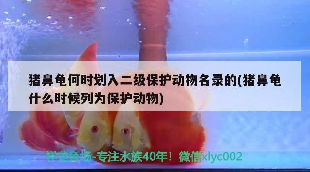 豬鼻龜何時劃入二級保護動物名錄的(豬鼻龜什么時候列為保護動物)