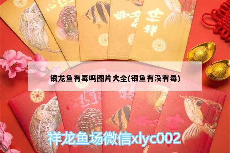 銀龍魚有毒嗎圖片大全(銀魚有沒有毒)