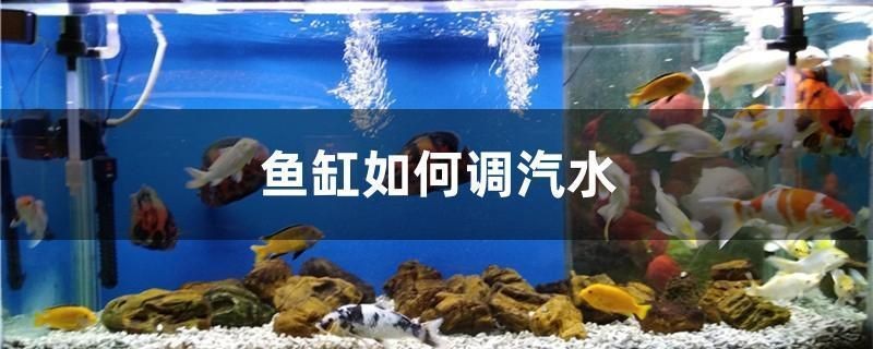 龍魚紅眼還是黑眼好：紅眼龍魚和黑眼龍魚各有千秋