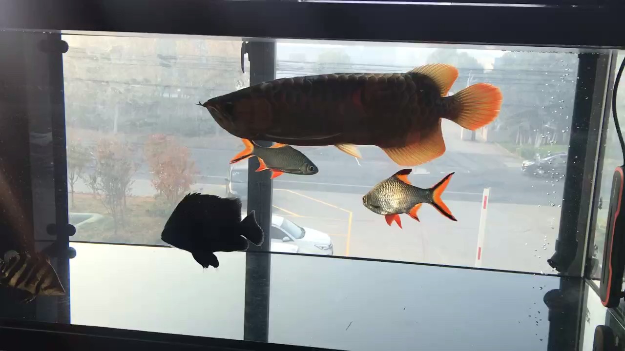 鳥兒??早起吃蟲子??