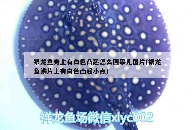 銀龍魚身上有白色凸起怎么回事兒圖片(銀龍魚鱗片上有白色凸起小點)