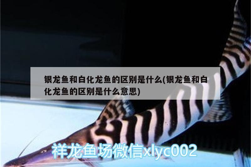 銀龍魚和白化龍魚的區別是什么(銀龍魚和白化龍魚的區別是什么意思)