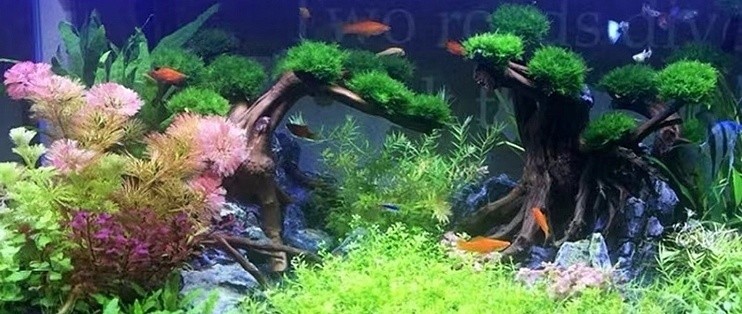 余干縣玉亭鎮美亞特水族館（余干縣玉亭鎮美亞特水族館電話）