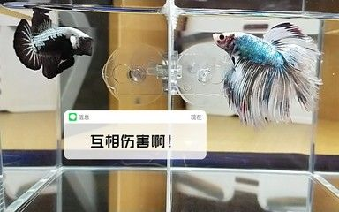 斗魚魚缸隔板用什么顏色好看：如何選擇斗魚魚缸隔板