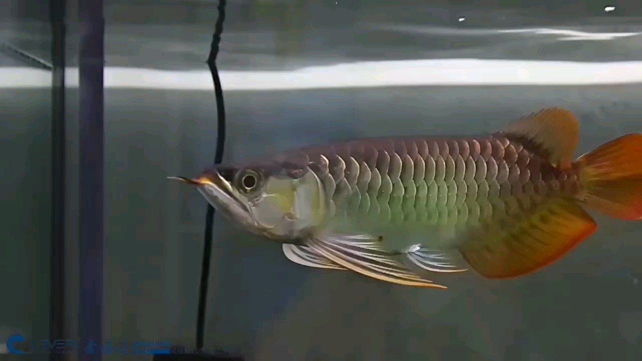 大家欣賞
