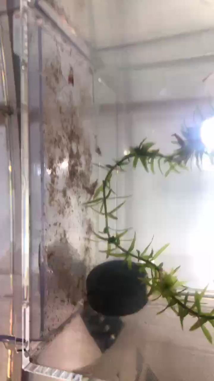 我這蝦天天死