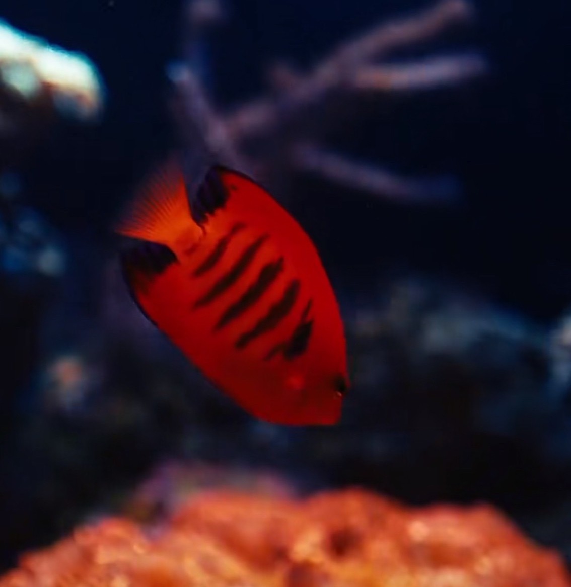 新魚到貨