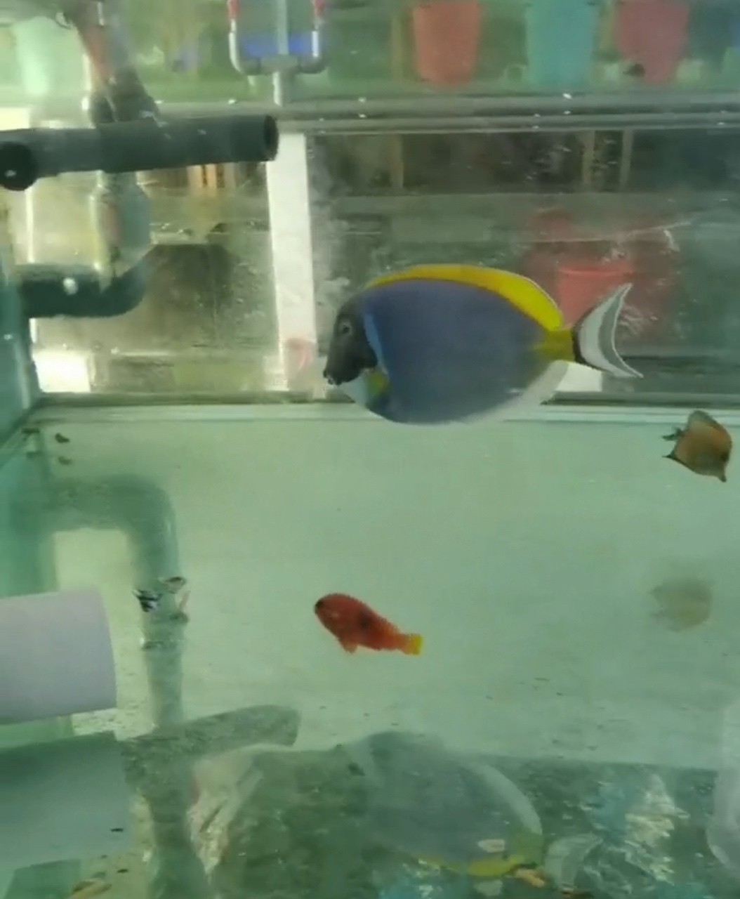 大號粉藍吊