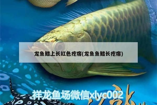 龍魚鰭上長紅色疙瘩：龍魚鰭上長紅色疙瘩可能由多種原因引起