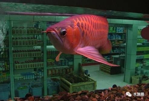紅龍魚凸眼睛怎么辦：紅龍魚凸眼睛是由多種原因引起的，紅龍魚凸眼睛的處理方法