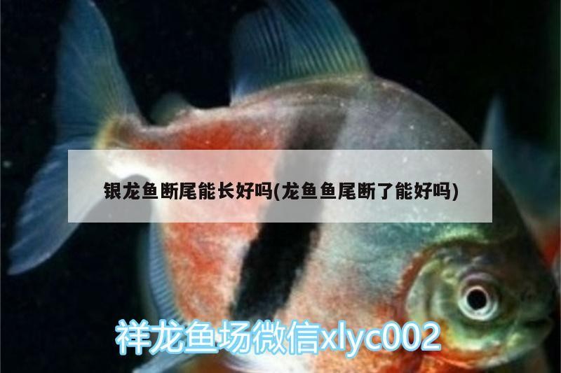 銀龍魚斷尾能長好嗎(龍魚魚尾斷了能好嗎)